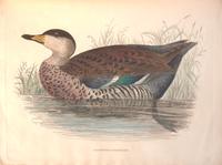 [Natural History] [Jardine, Sir William]. Sir William Jardine's Illustrations of the Duck Tribe