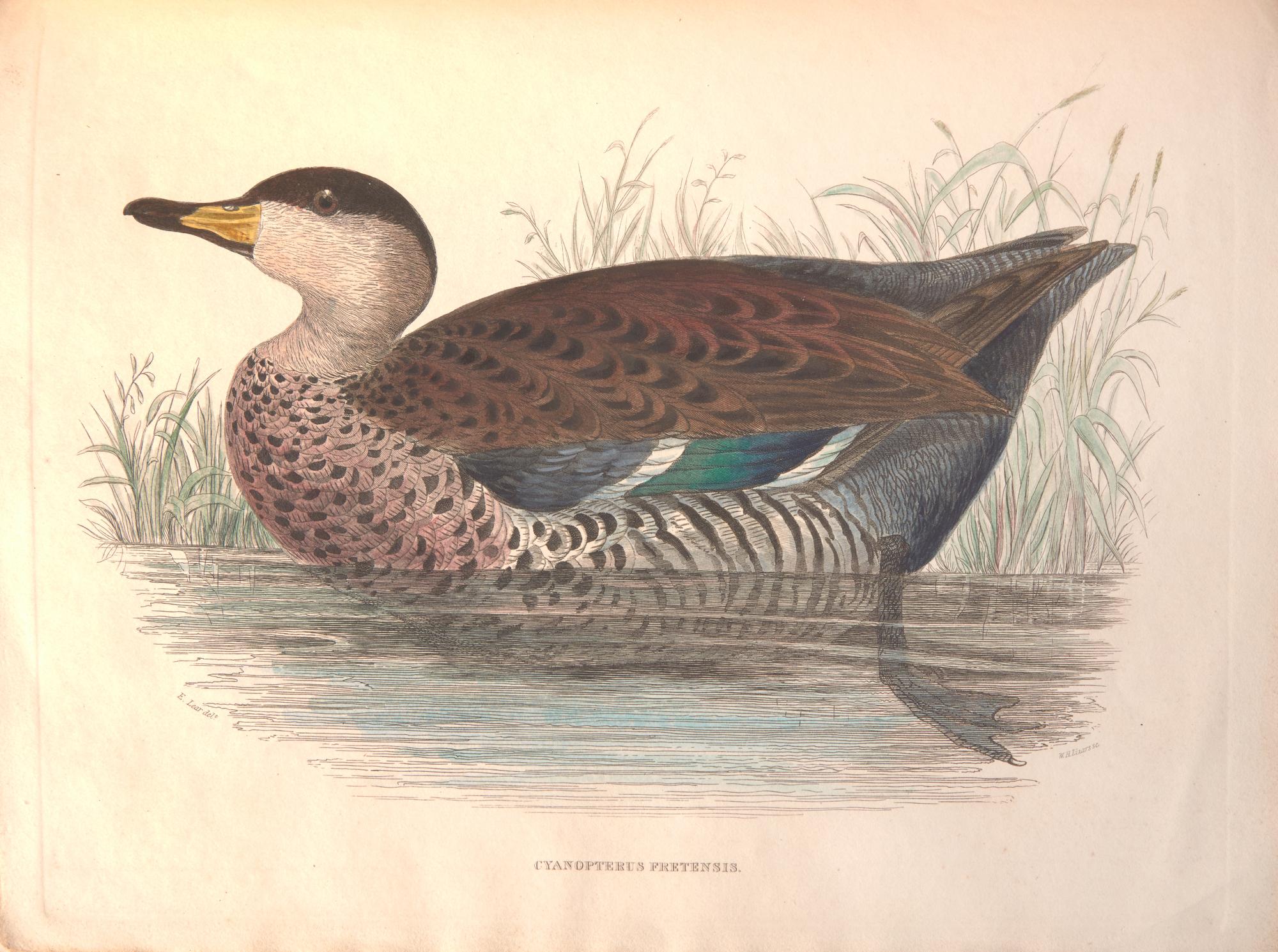 [Natural History] [Jardine, Sir William]. Sir William Jardine's Illustrations of the Duck Tribe