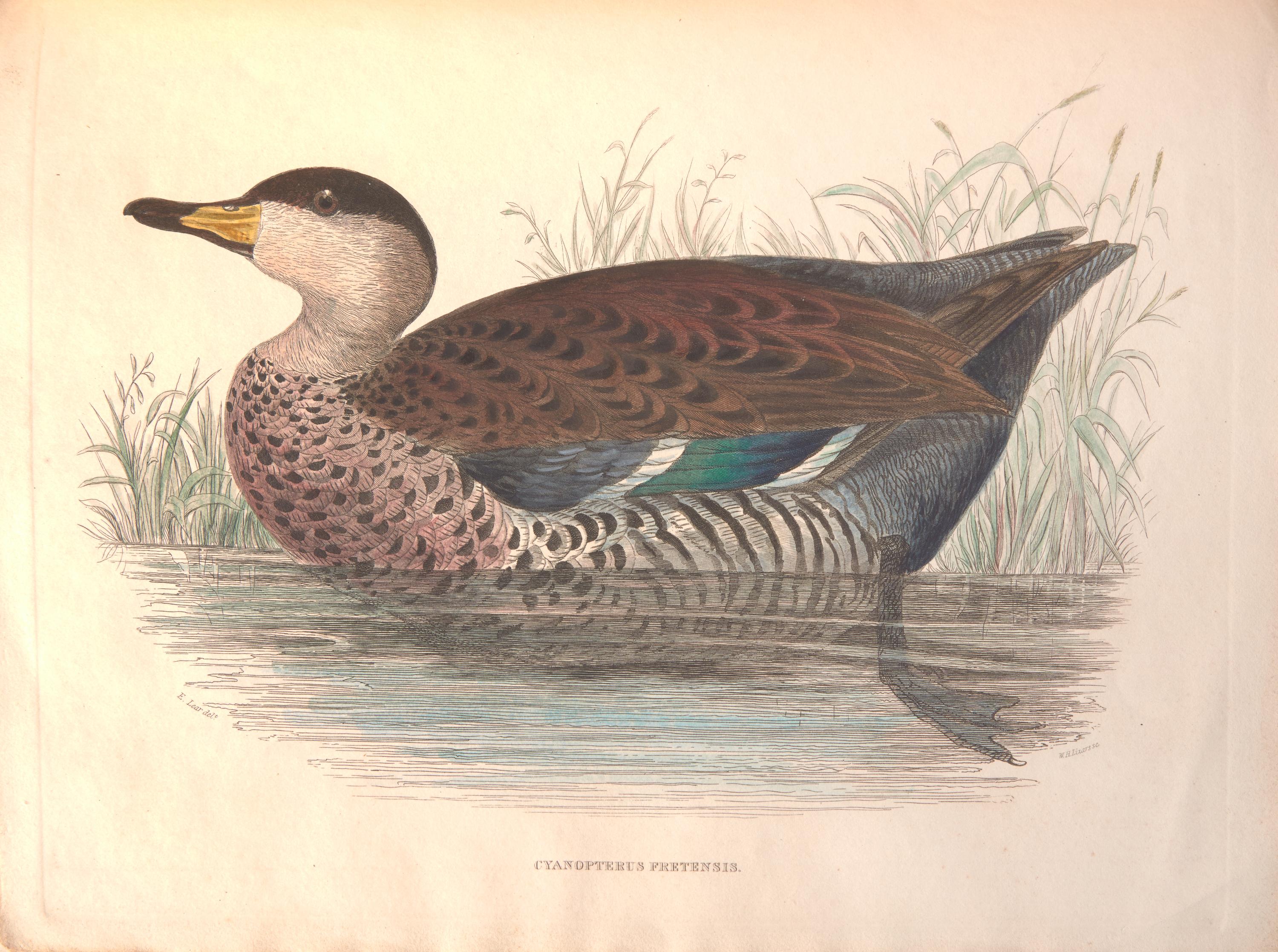 [Natural History] [Jardine, Sir William]. Sir William Jardine's Illustrations of the Duck Tribe