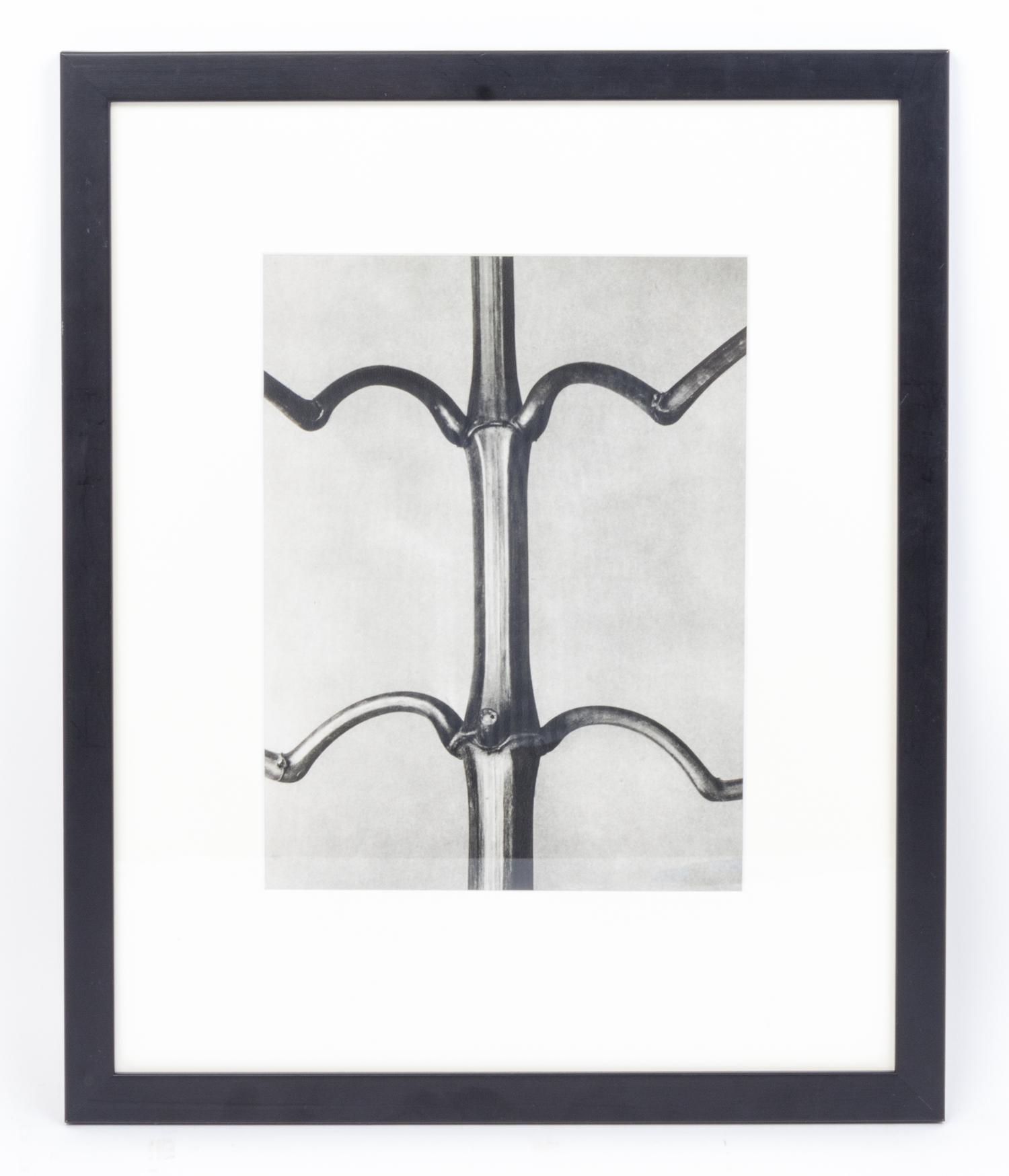 Karl Blossfeldt, (German, 1865 - 1932), Impatiens glandulifera (Indian balsam) from Art Forms in Nature