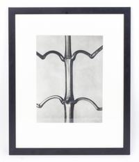 Karl Blossfeldt, (German, 1865 - 1932), Impatiens glandulifera (Indian balsam) from Art Forms in Nature