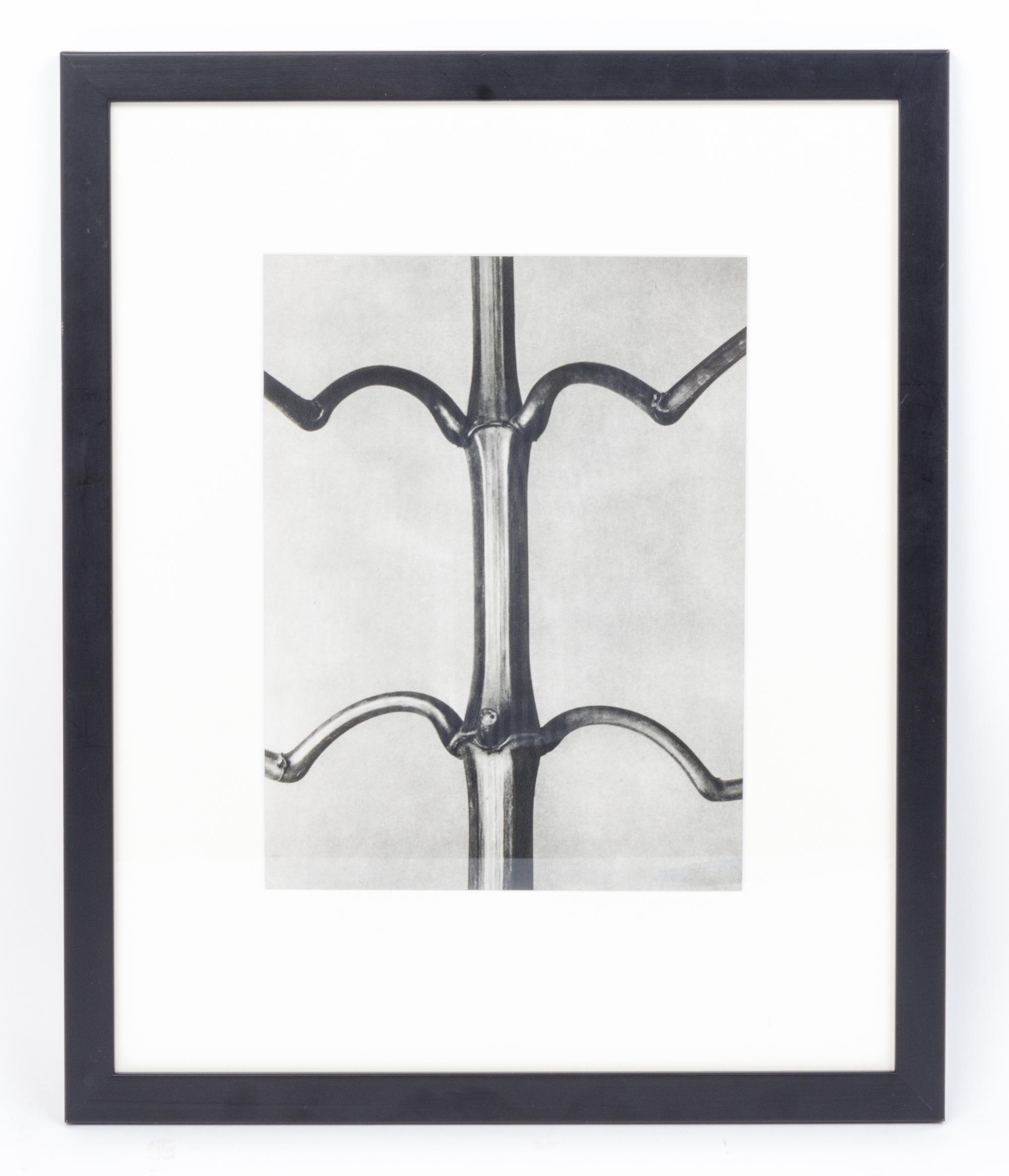 Karl Blossfeldt, (German, 1865 - 1932), Impatiens glandulifera (Indian balsam) from Art Forms in Nature