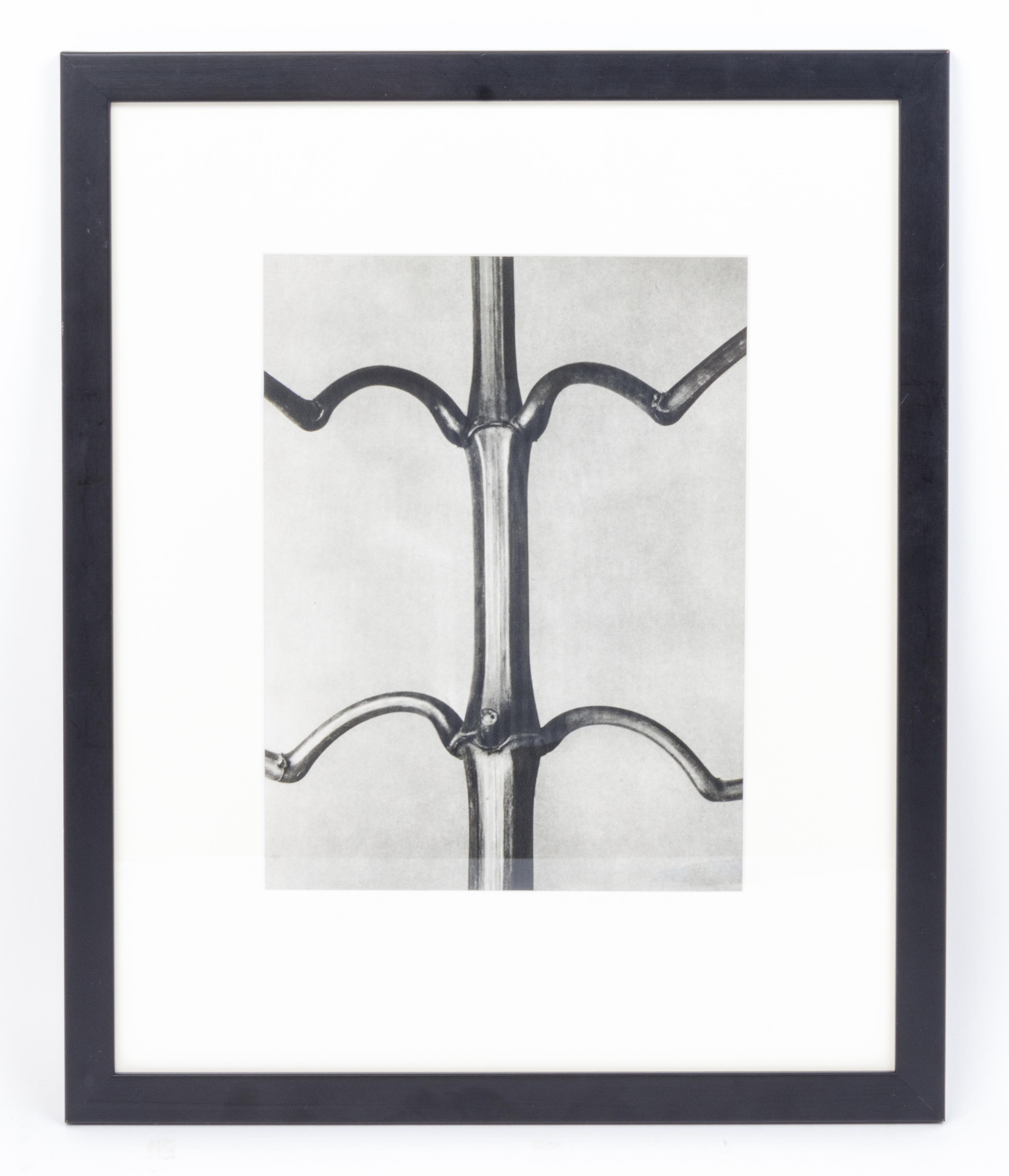 Karl Blossfeldt, (German, 1865 - 1932), Impatiens glandulifera (Indian balsam) from Art Forms in Nature