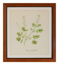 Four Louise Smith Watercolor Botanical Illustrations