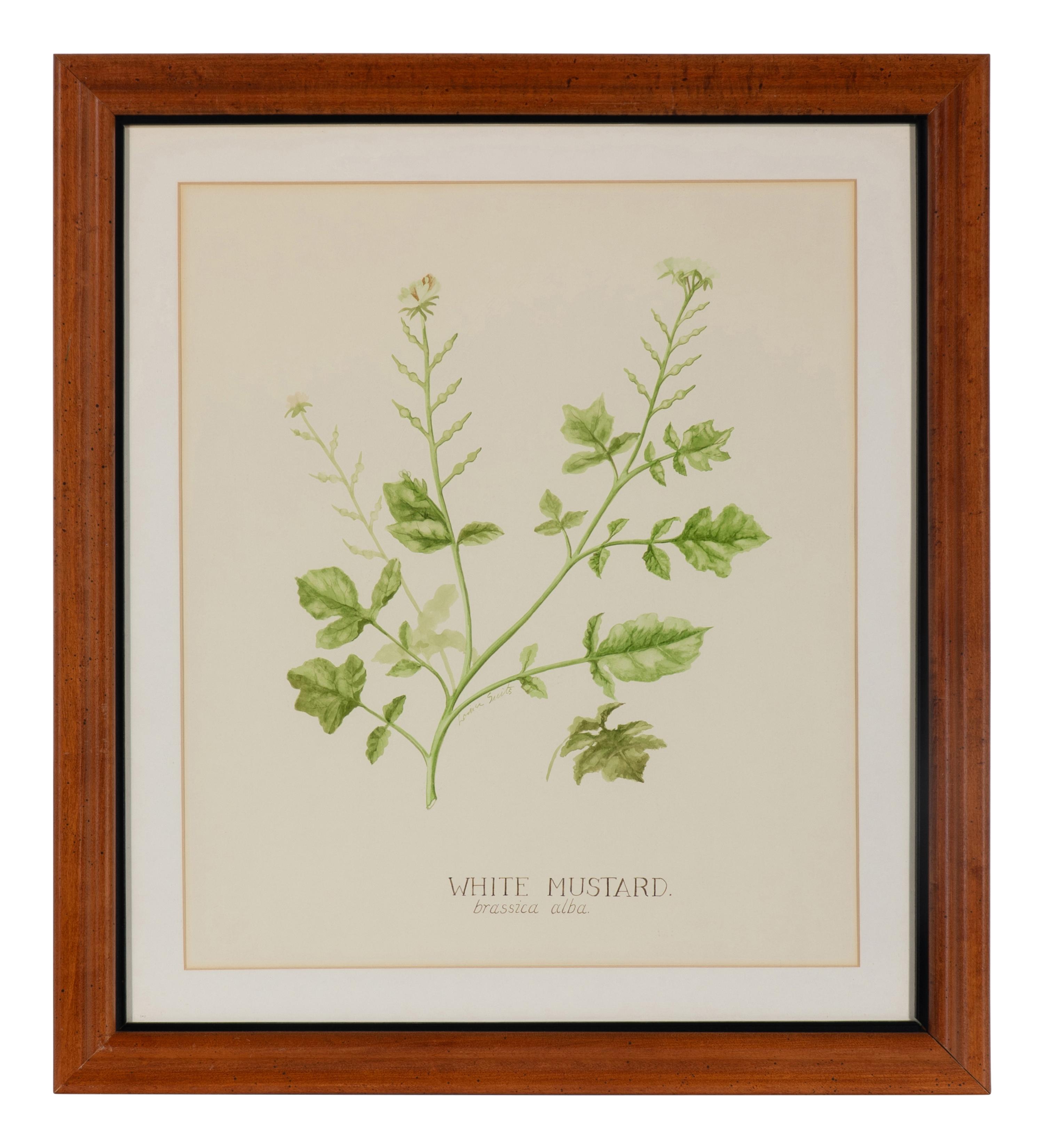 Four Louise Smith Watercolor Botanical Illustrations