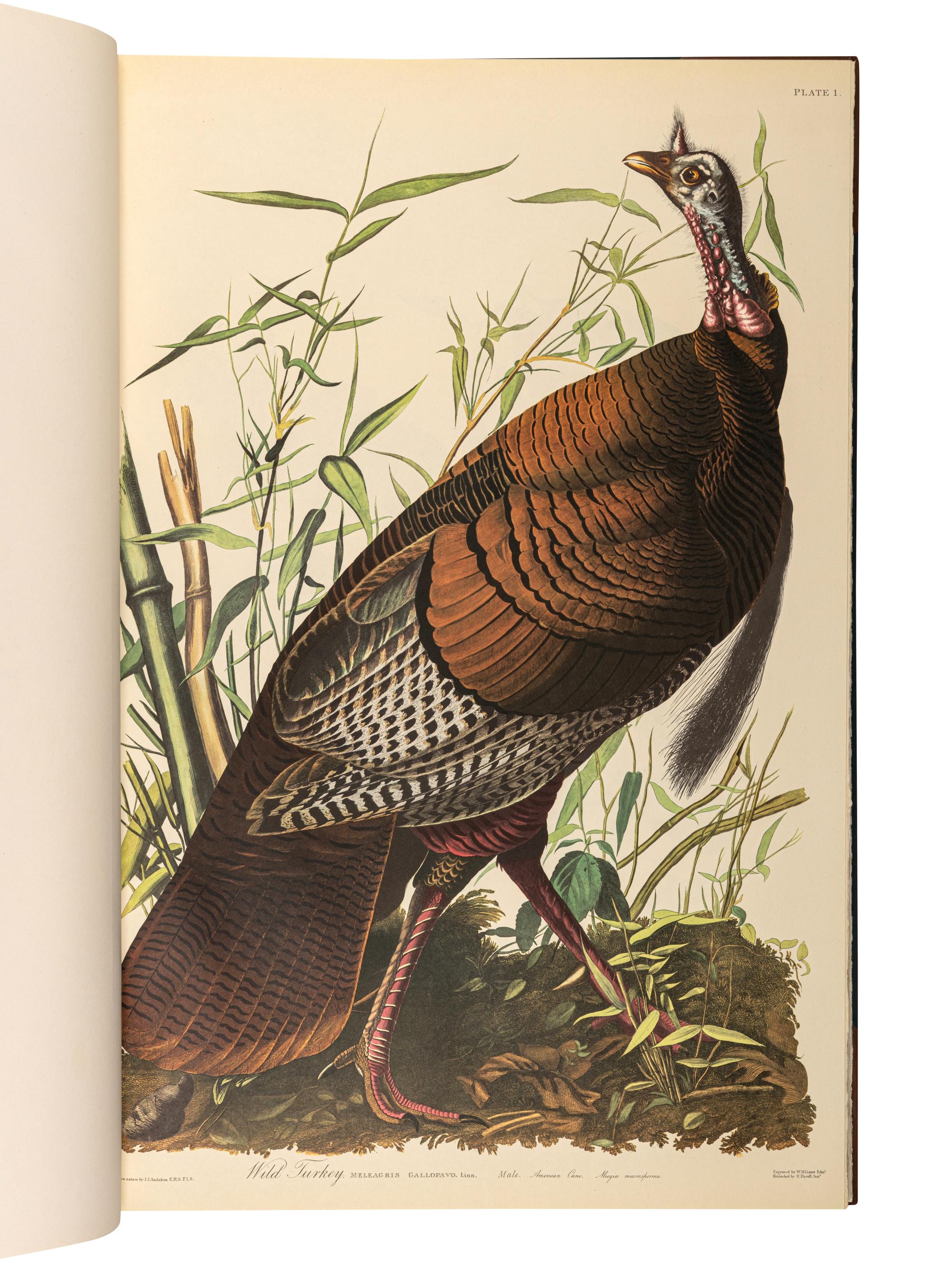 AUDUBON, John James (1785-1851). The Birds of America . New York and Amsterdam: Johnson Reprint Co. & Theatrum Orbis Terrarum [i.e. Nico Israel], 1971-1972.