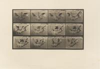 Eadweard Muybridge, (American/British, 1830-1904), Animal Locomotion Plate 573, Animal Locomotion Plate 629 and Animal Locomotion Plate
