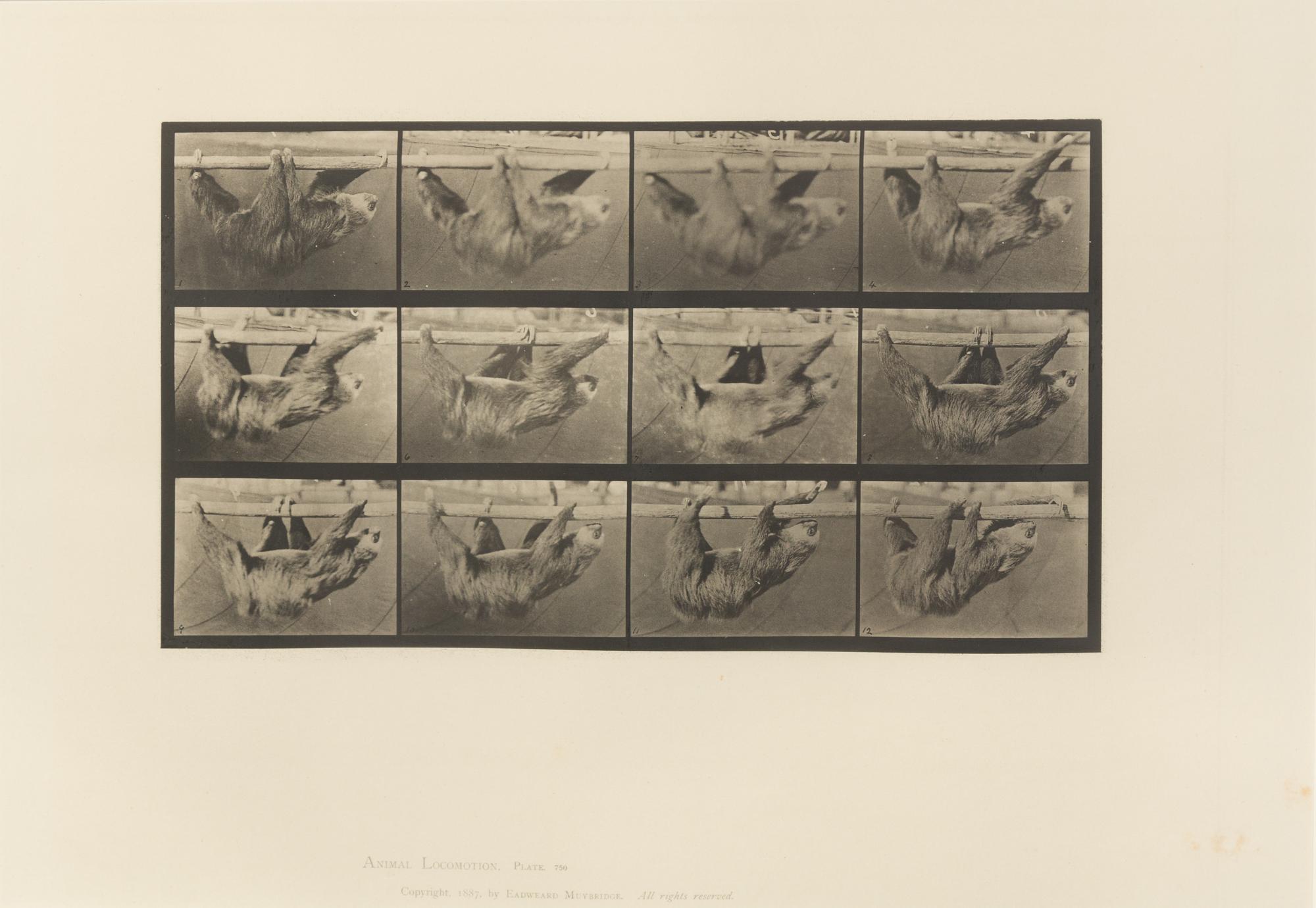 Eadweard Muybridge, (American/British, 1830-1904), Animal Locomotion Plate 573, Animal Locomotion Plate 629 and Animal Locomotion Plate