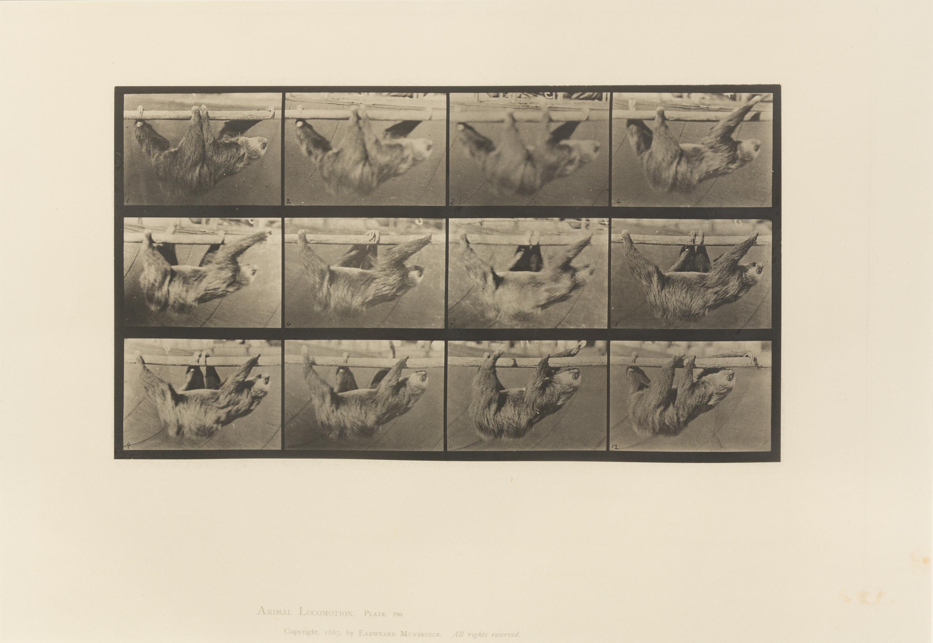 Eadweard Muybridge, (American/British, 1830-1904), Animal Locomotion Plate 573, Animal Locomotion Plate 629 and Animal Locomotion Plate