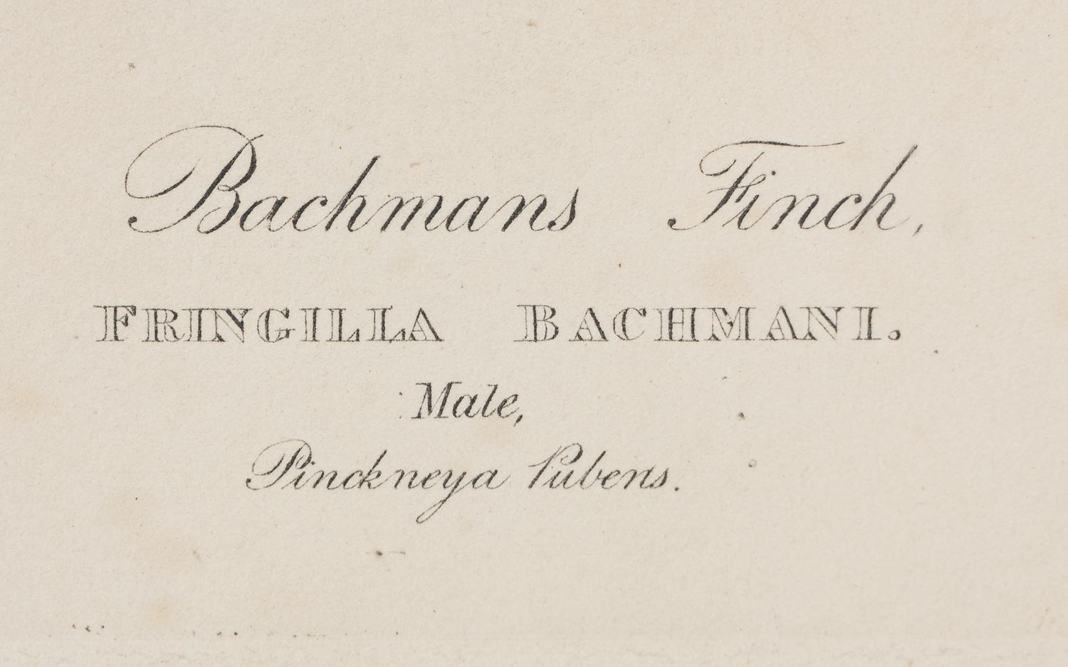 AUDUBON, John James (1785-1851). Bachmans Finch (Plate CLXV)