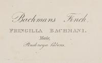 AUDUBON, John James (1785-1851). Bachmans Finch (Plate CLXV)