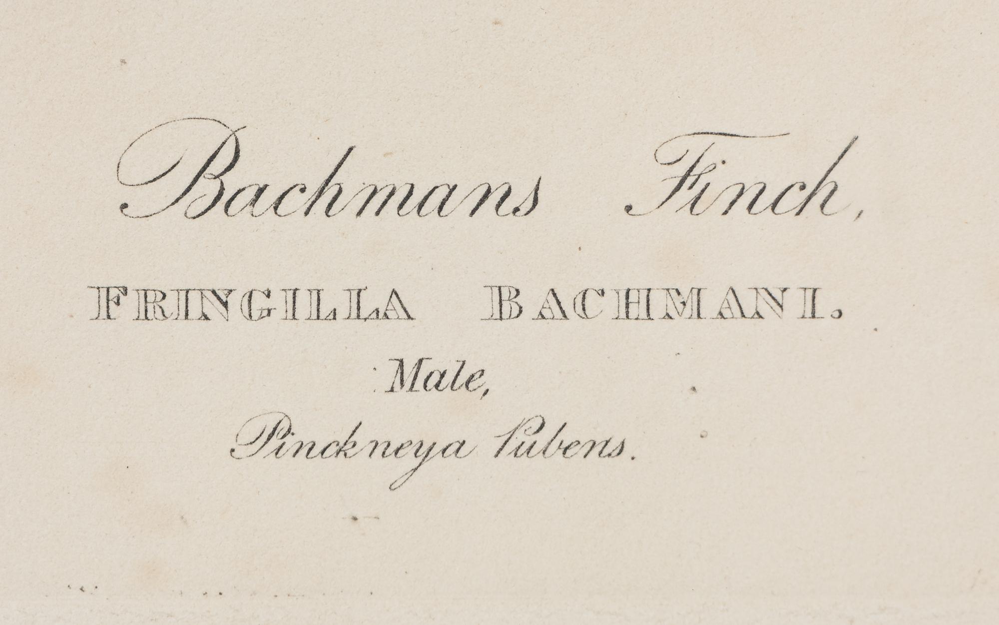 AUDUBON, John James (1785-1851). Bachmans Finch (Plate CLXV)