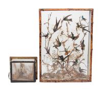 A Victorian Taxidermy Hummingbird Diorama