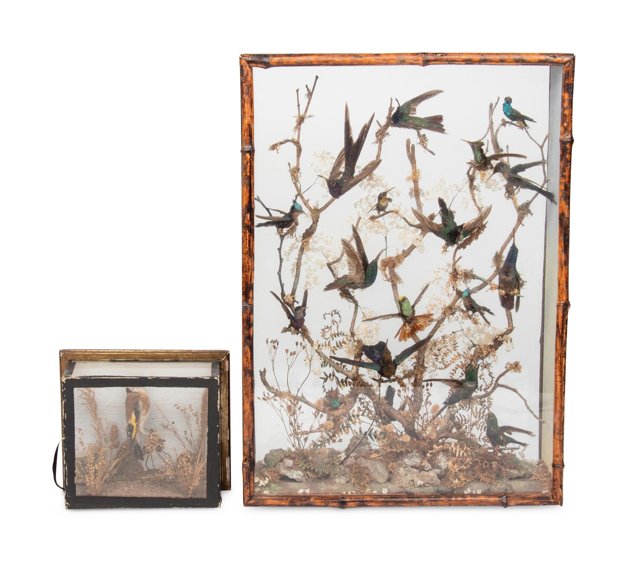 A Victorian Taxidermy Hummingbird Diorama