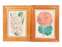 Four Hand-Colored Botanical Lithographs by James Andrews (British, 1801-1876) and an Associated Bigarreau Print