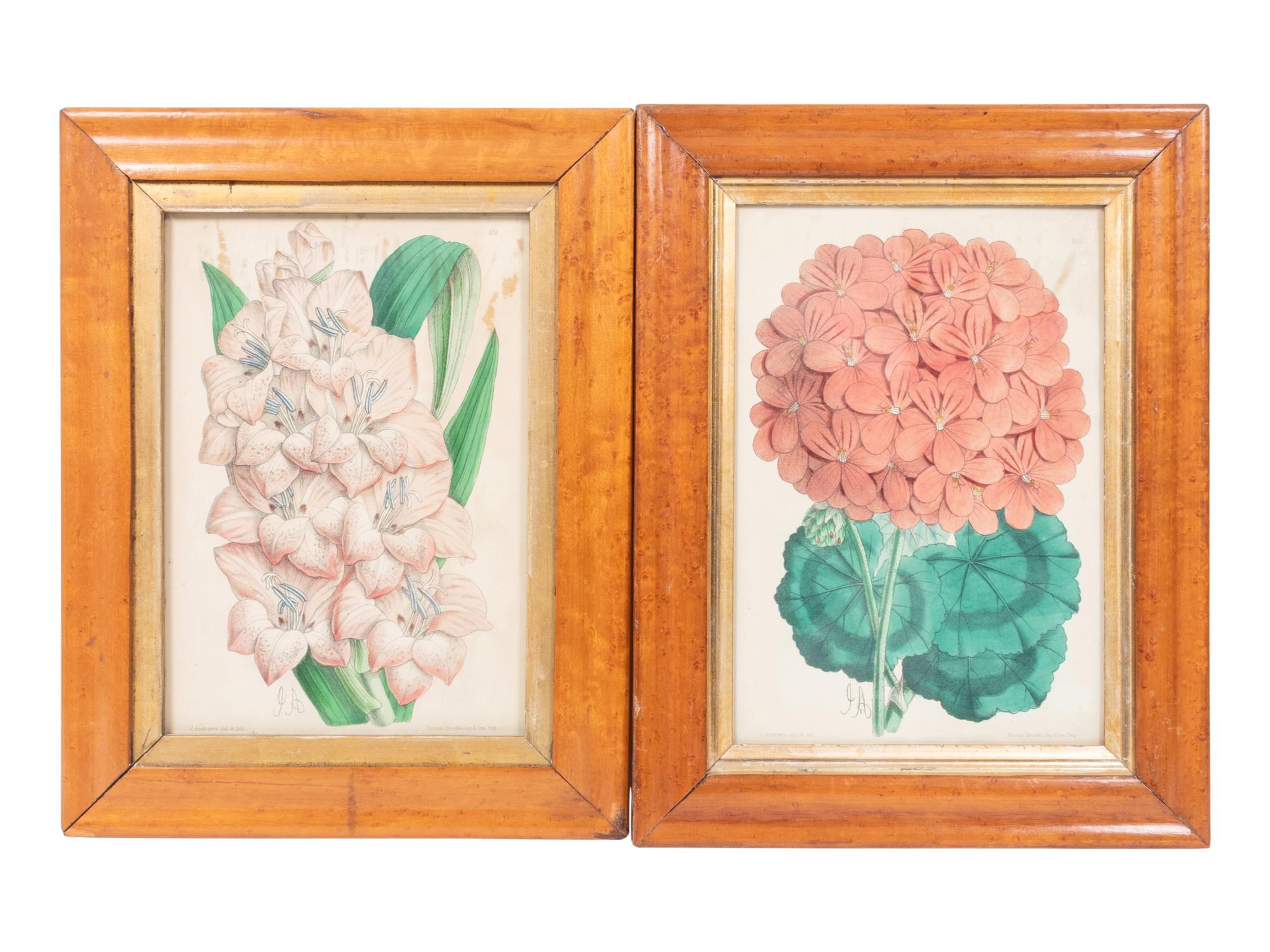 Four Hand-Colored Botanical Lithographs by James Andrews (British, 1801-1876) and an Associated Bigarreau Print