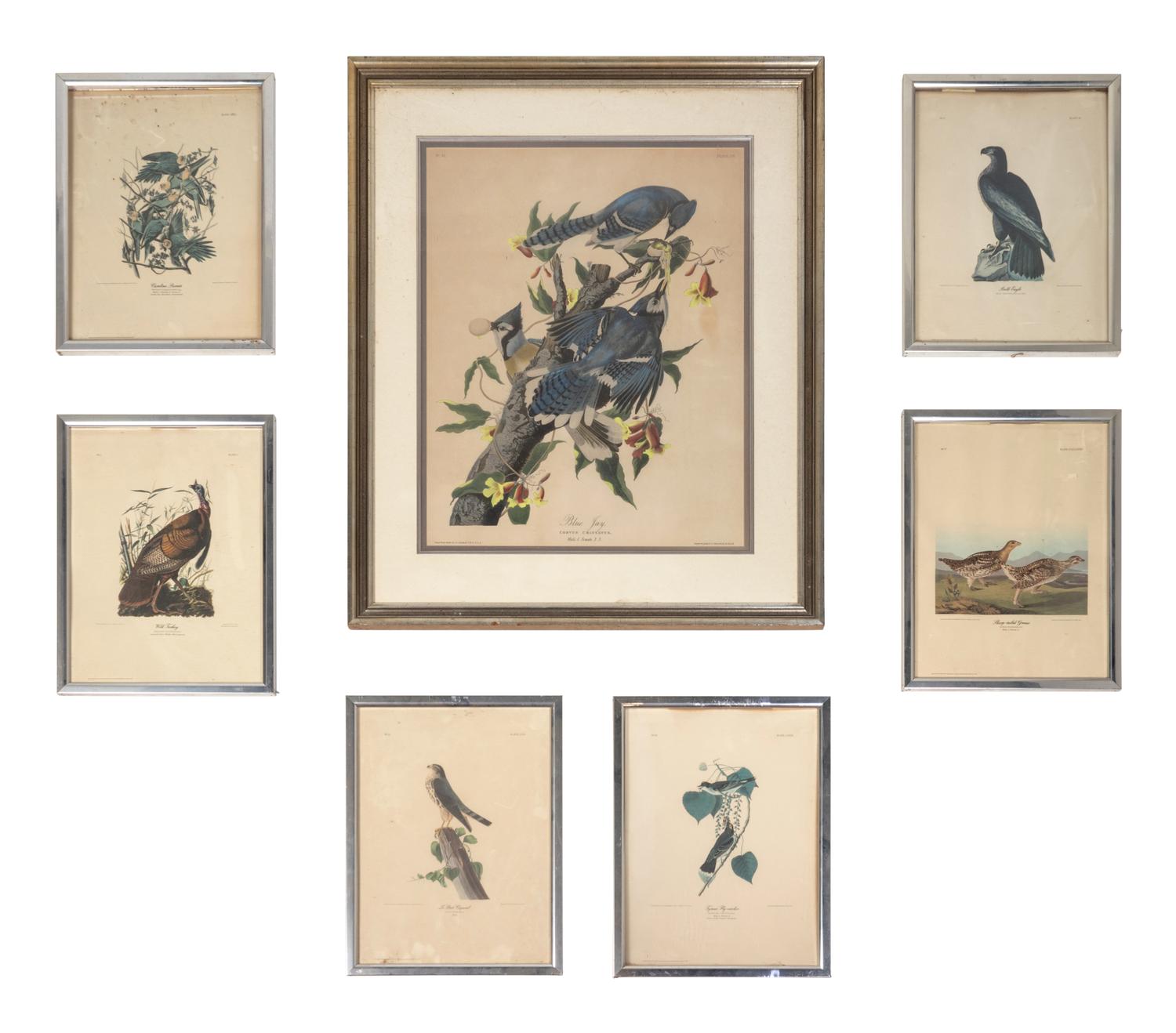 Seven Framed Bird Engravings