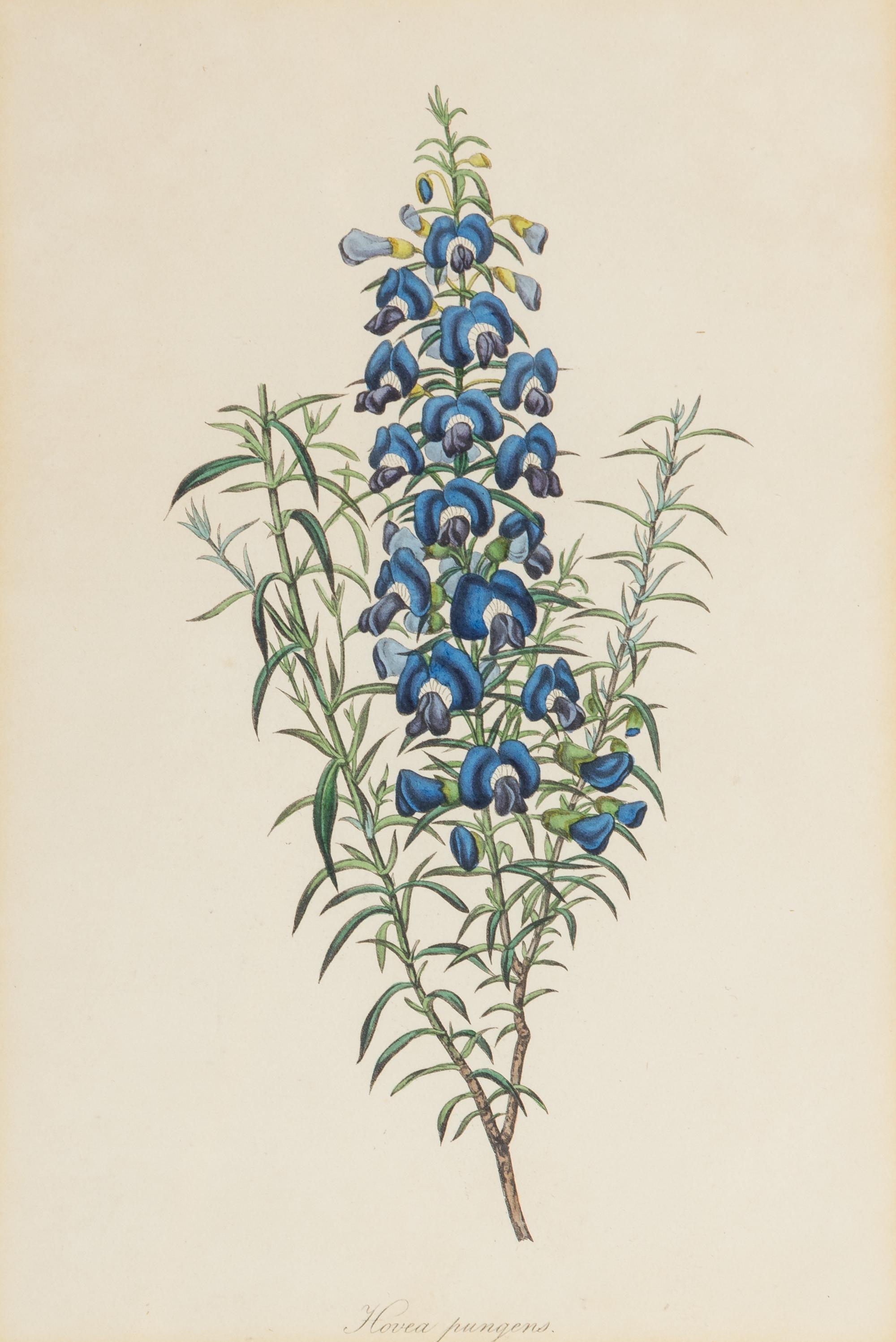 A Collection of Fourteen English Hand-Colored Botanical Engravings