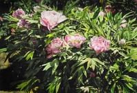 Deborah Rubin, (American, b. 1948), Pink Peonies