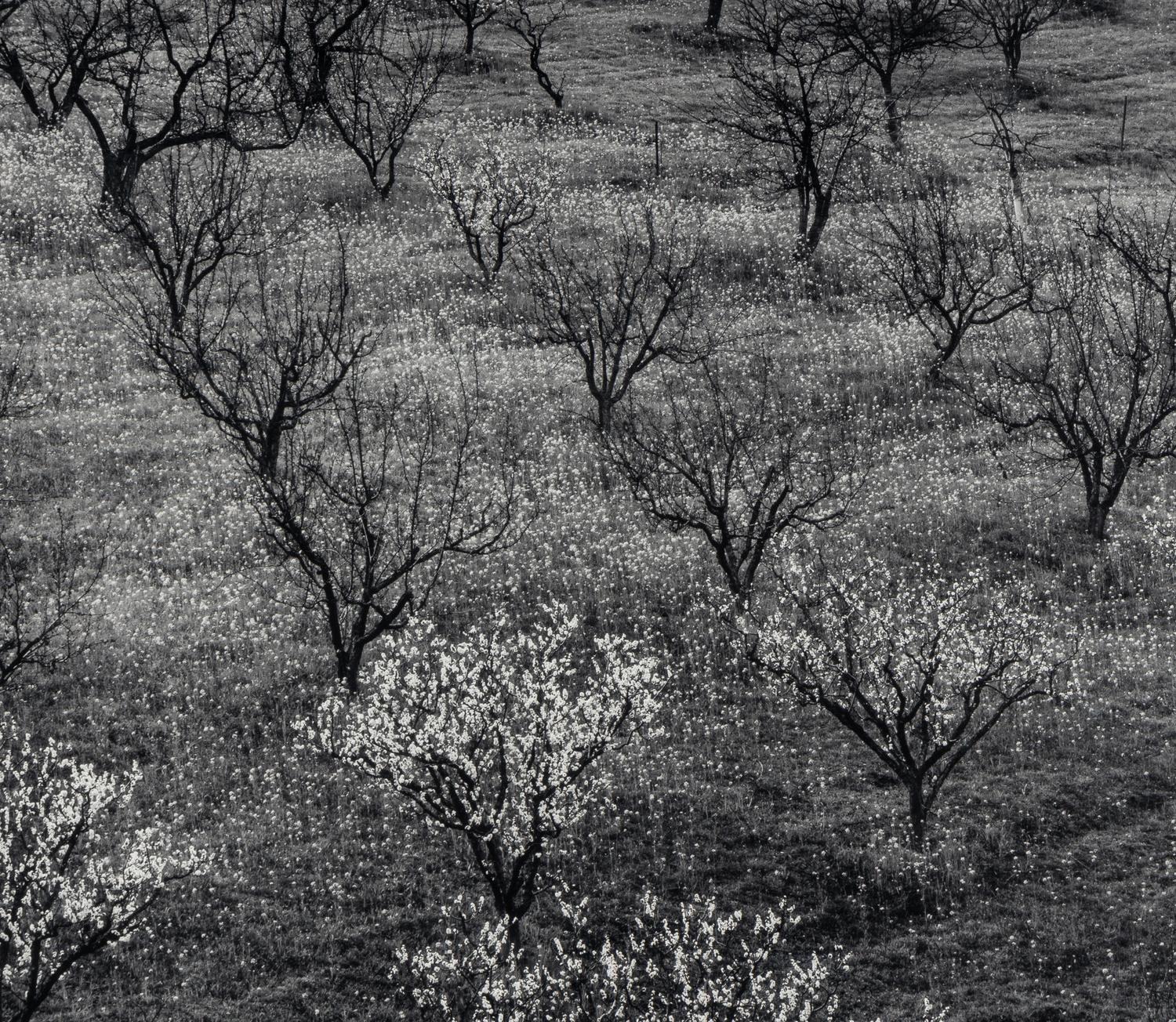 Ansel Adams (1902–1984) Orchard, Early Spring, Portola Valley, California, c. 1953