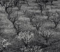 Ansel Adams (1902–1984) Orchard, Early Spring, Portola Valley, California, c. 1953