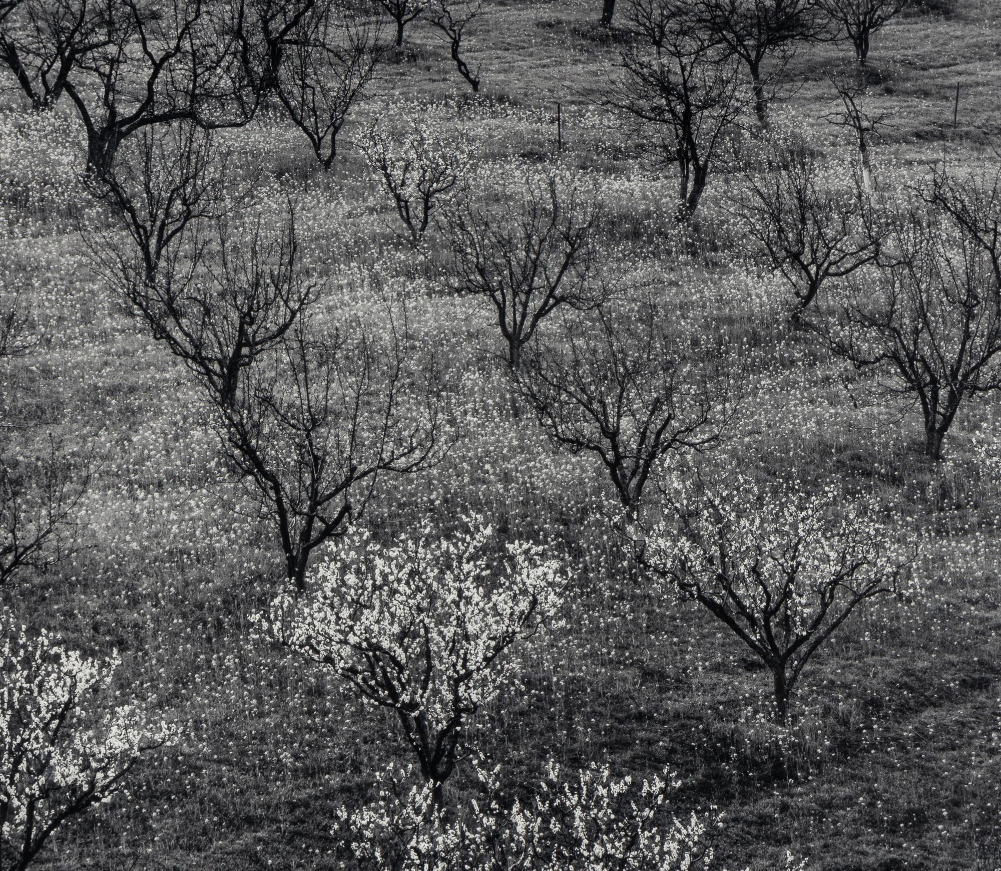 Ansel Adams (1902–1984) Orchard, Early Spring, Portola Valley, California, c. 1953