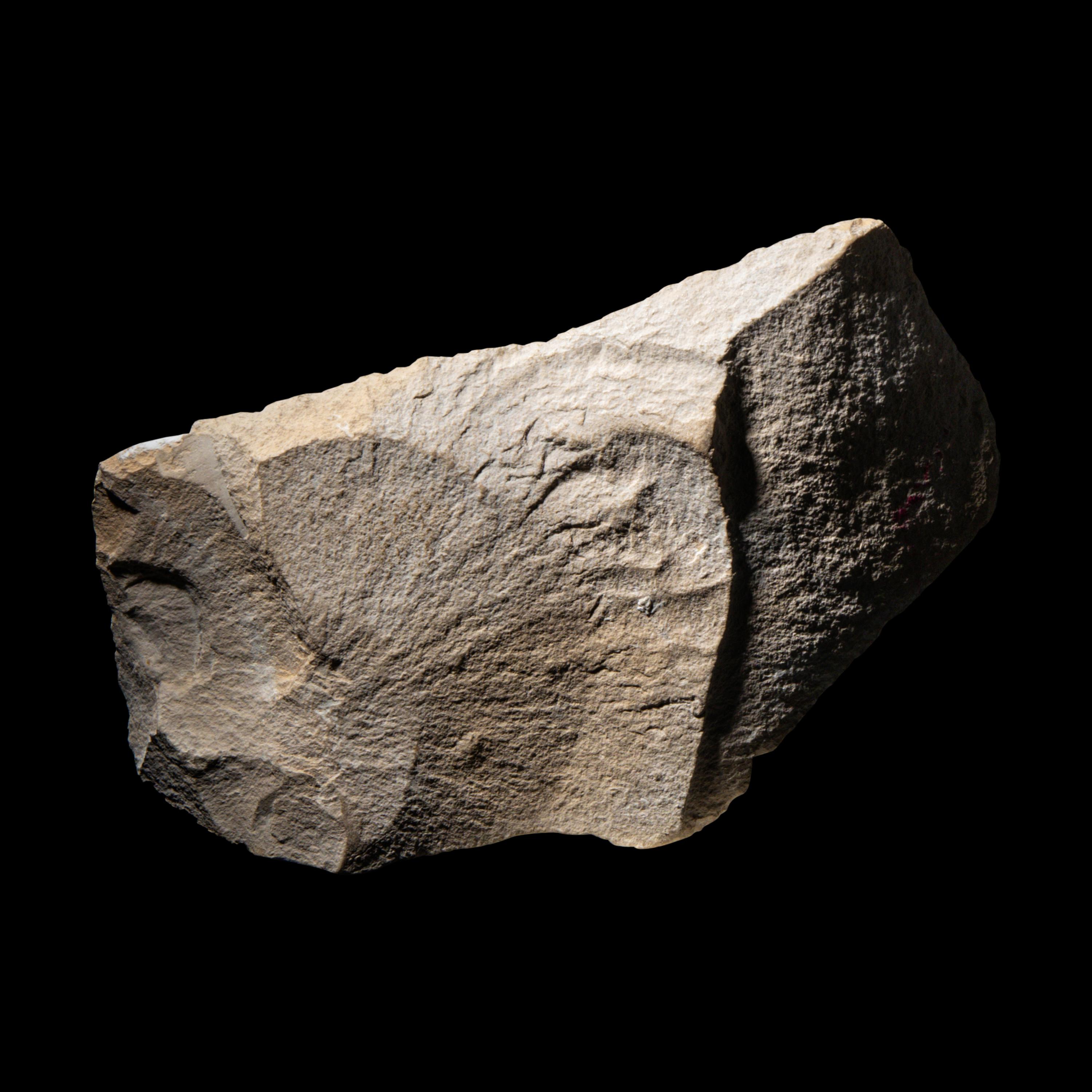 An Egyptian Limestone Relief Fragment with a Pharaoh