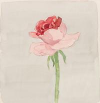 Pink Rose on Grey Ground