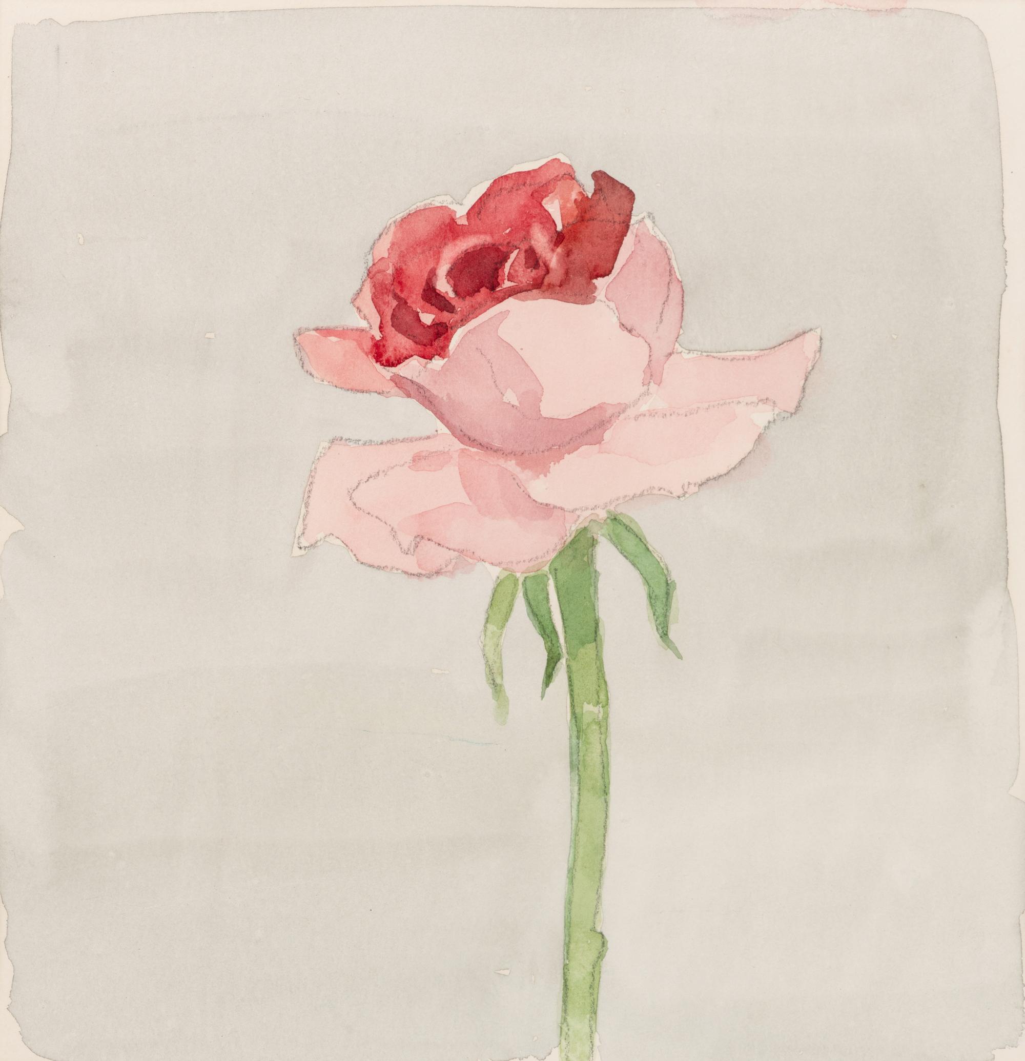 Pink Rose on Grey Ground