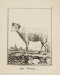 A Set of Nine Framed German Zoological Engravings