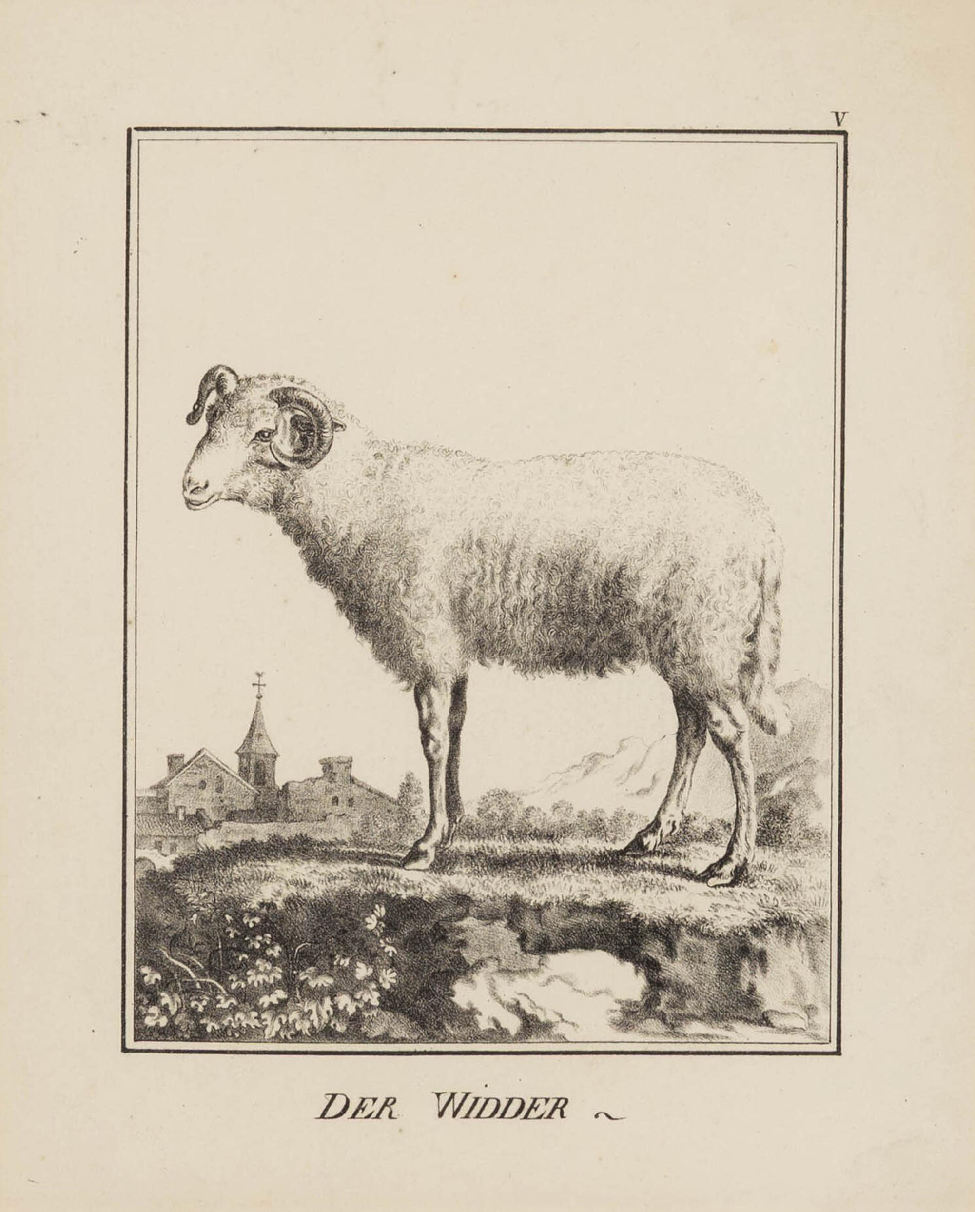 A Set of Nine Framed German Zoological Engravings