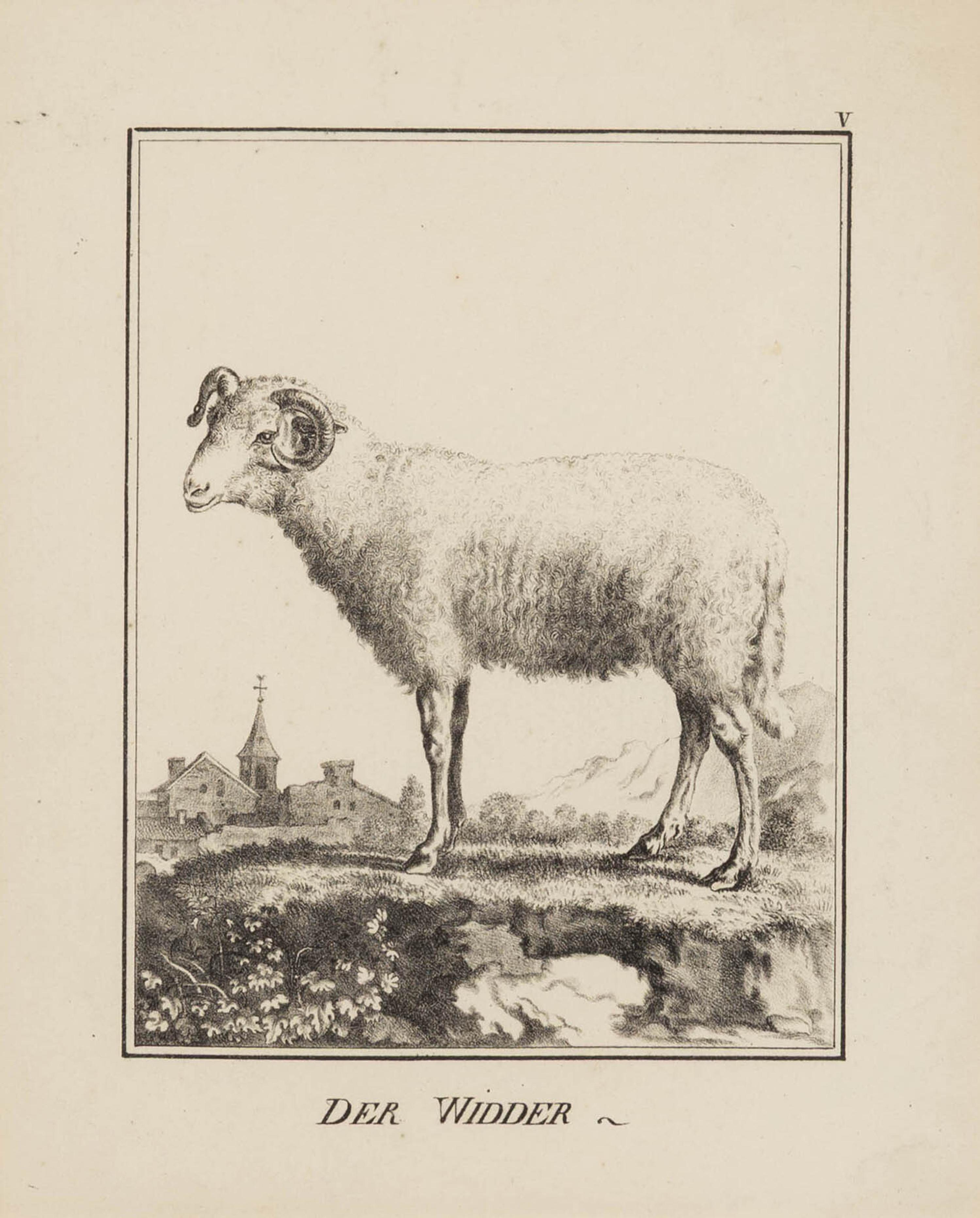 A Set of Nine Framed German Zoological Engravings