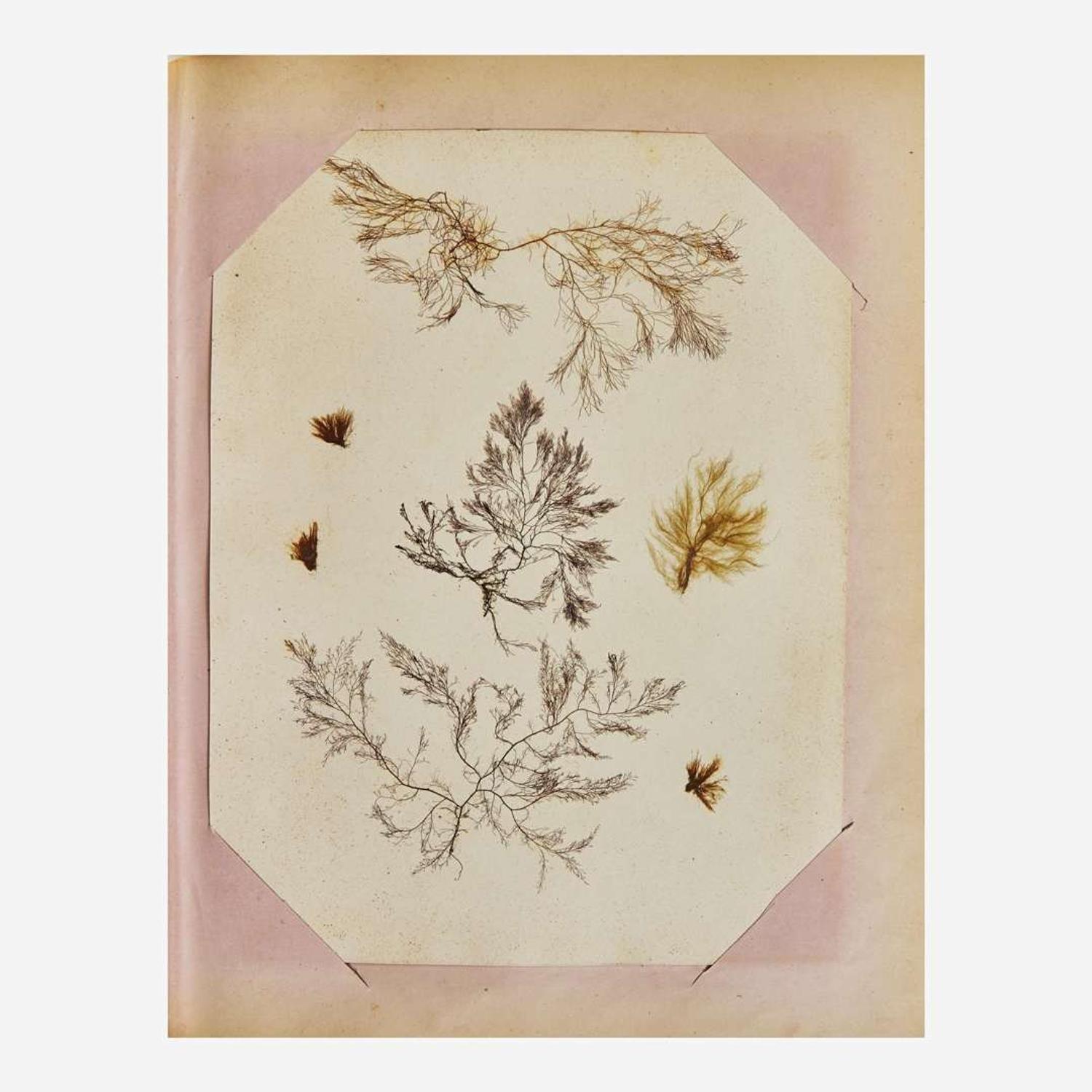 [Curiosa] Miner, Harriet 19th Century Seaweed Specimen Album
