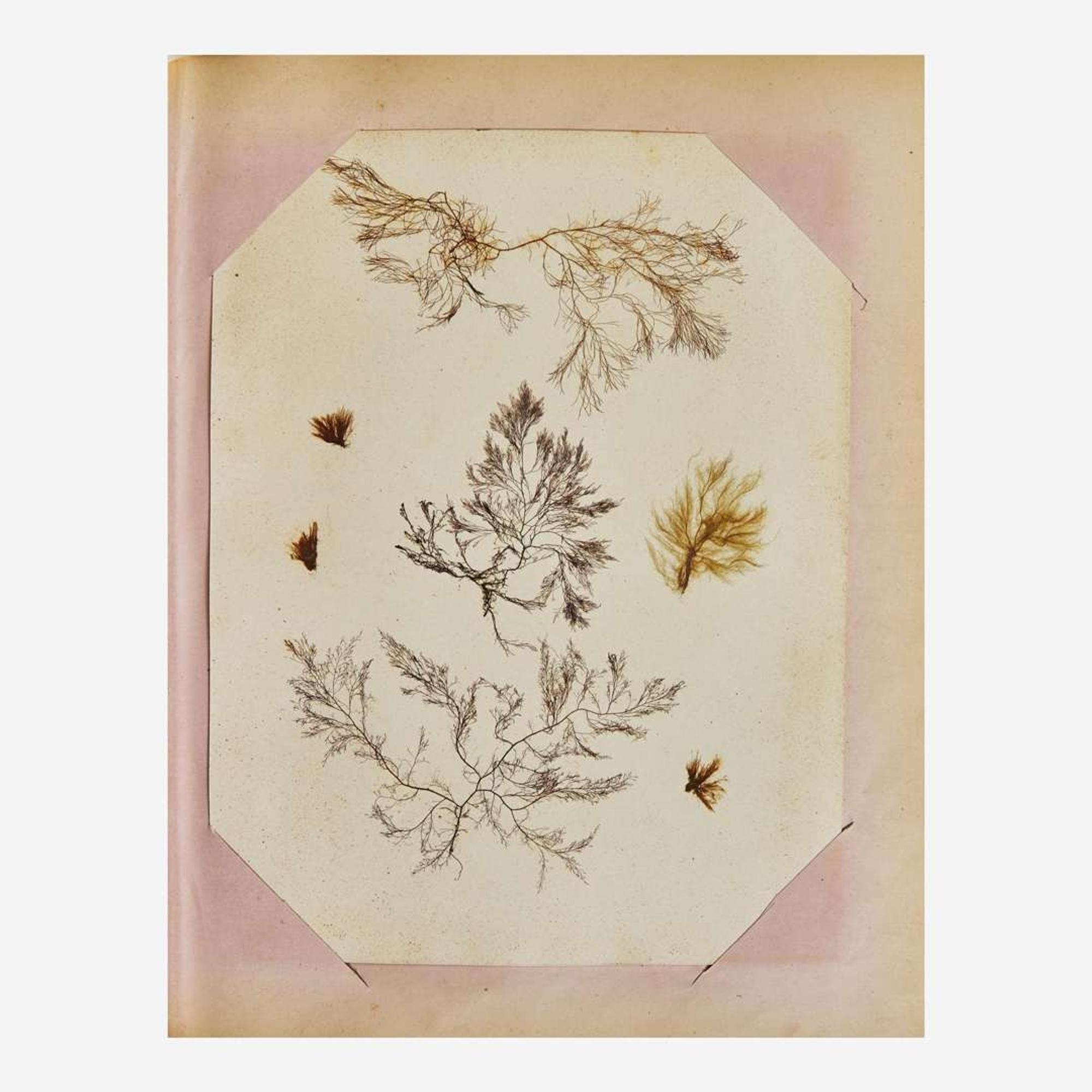 [Curiosa] Miner, Harriet 19th Century Seaweed Specimen Album