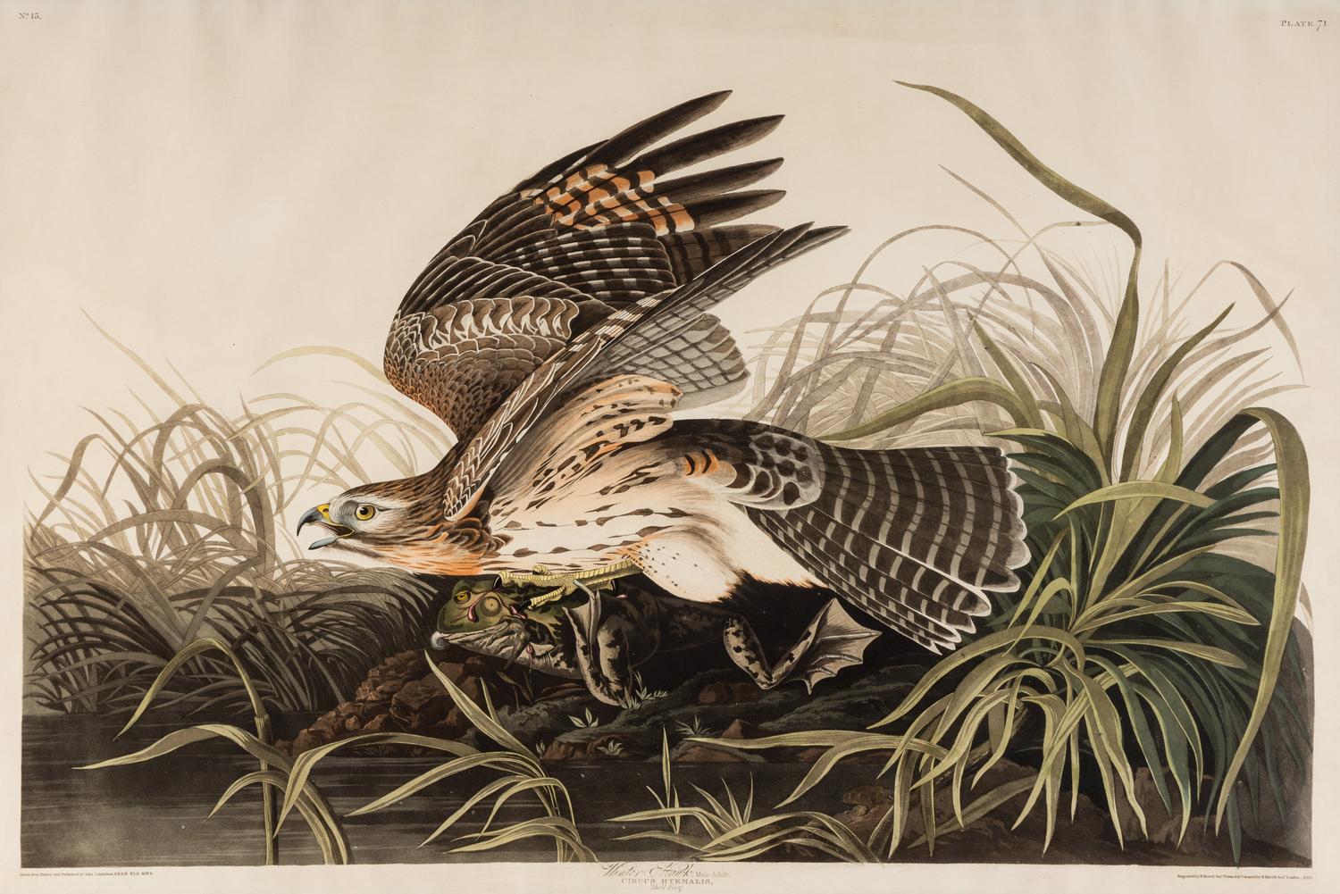 AUDUBON, John James (1785-1851) Winter Hawk (Plate 71) Circus hyemalis