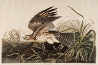 AUDUBON, John James (1785-1851) Winter Hawk (Plate 71) Circus hyemalis