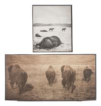 [WESTERN AMERICANA]. HUFFMAN, L.A., photographer. 3 collotypes of buffalo.