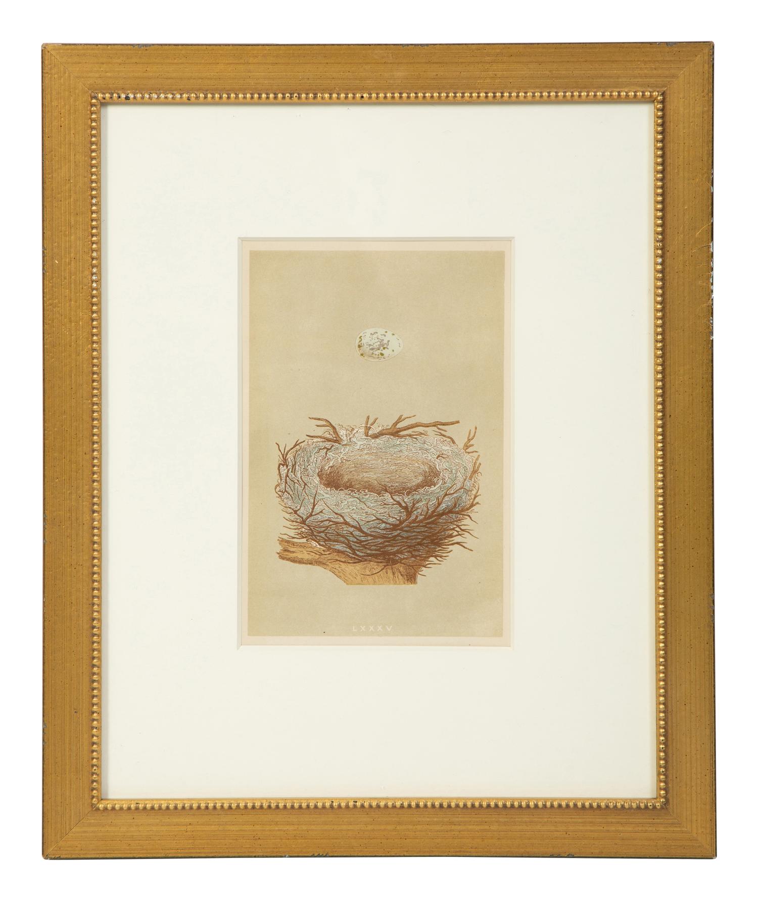 A Set of Six Prints from A Natural History of the Nests and Eggs of British Birds , by Rev. Francis O. Morris, B.A. (Irish, 1810-1893)