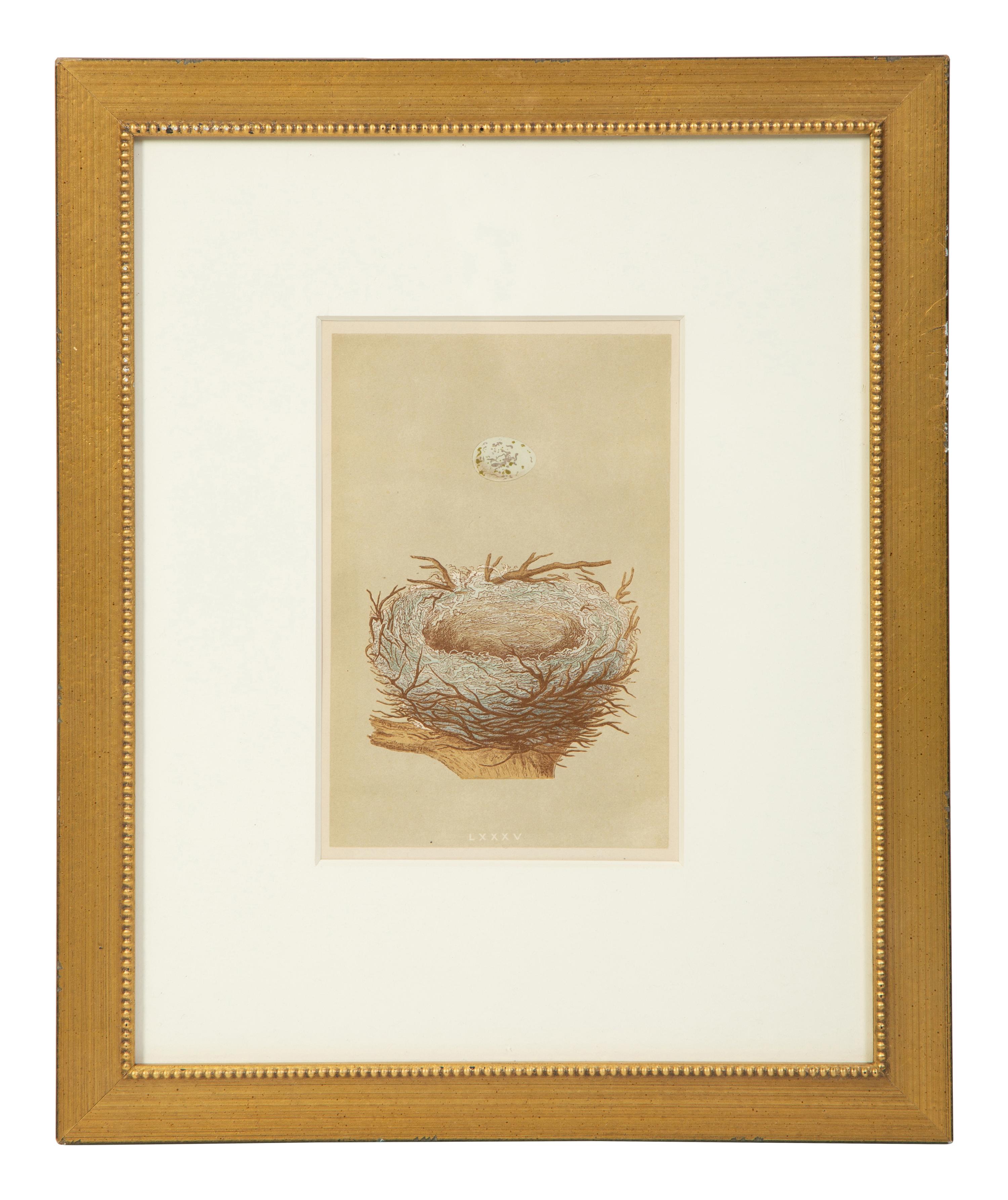 A Set of Six Prints from A Natural History of the Nests and Eggs of British Birds , by Rev. Francis O. Morris, B.A. (Irish, 1810-1893)