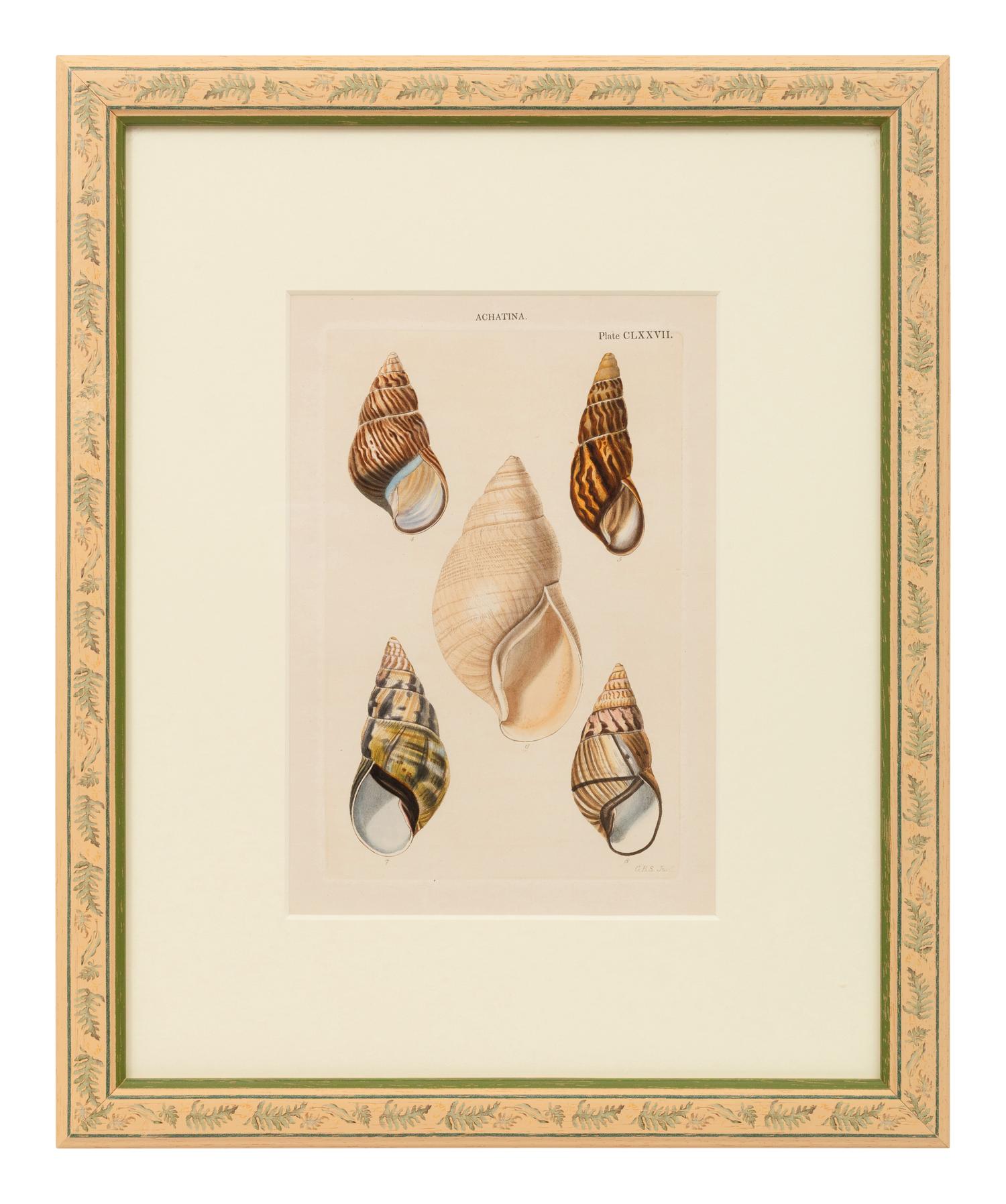 Conchologica Systematica: Eight Plates , 1841