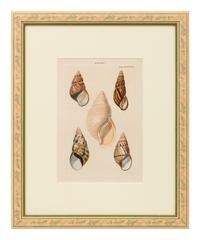 Conchologica Systematica: Eight Plates , 1841