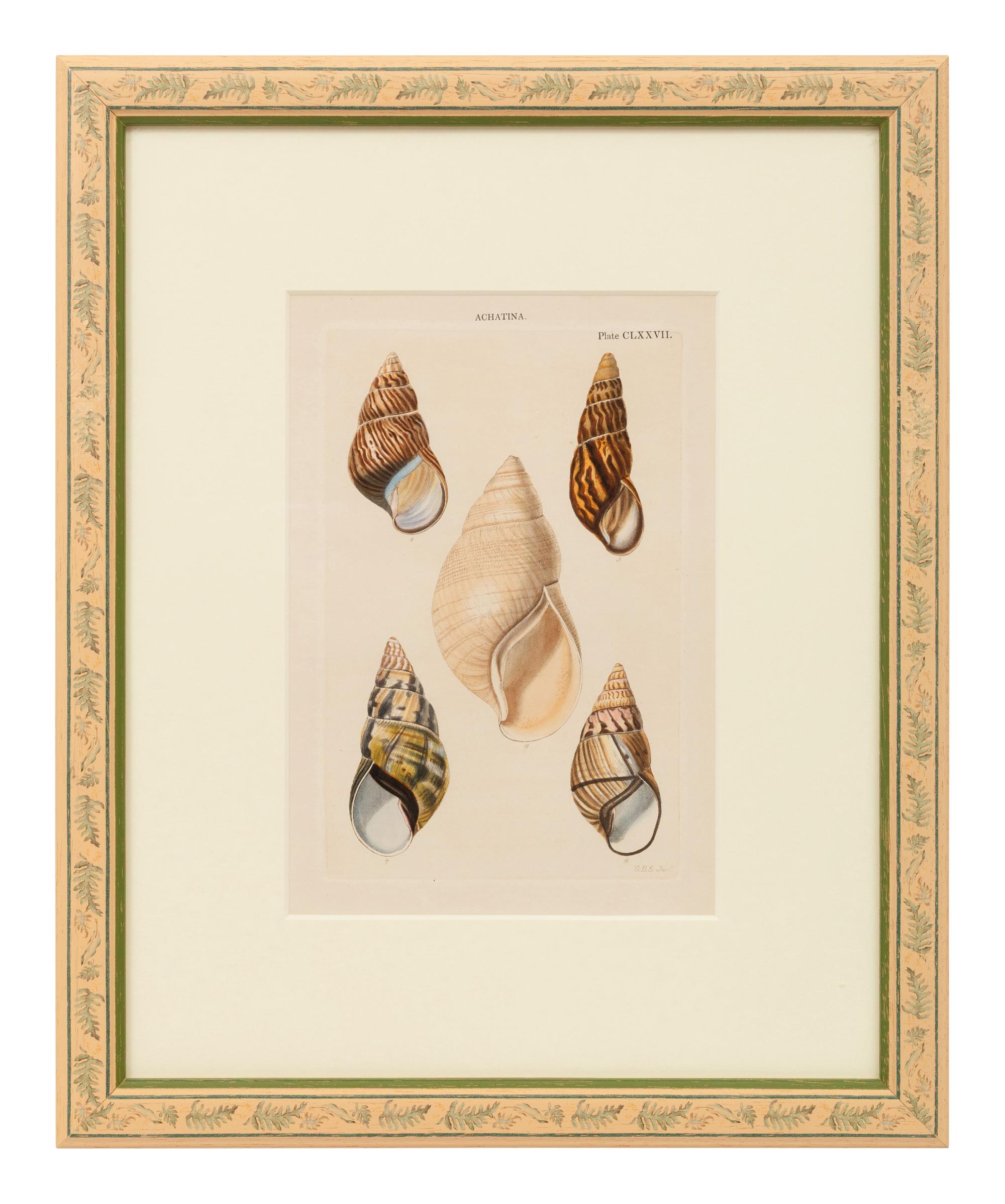 Conchologica Systematica: Eight Plates , 1841
