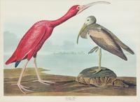 Two Large Folio Ornithological Prints, After John James Audubon