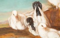 White Doves