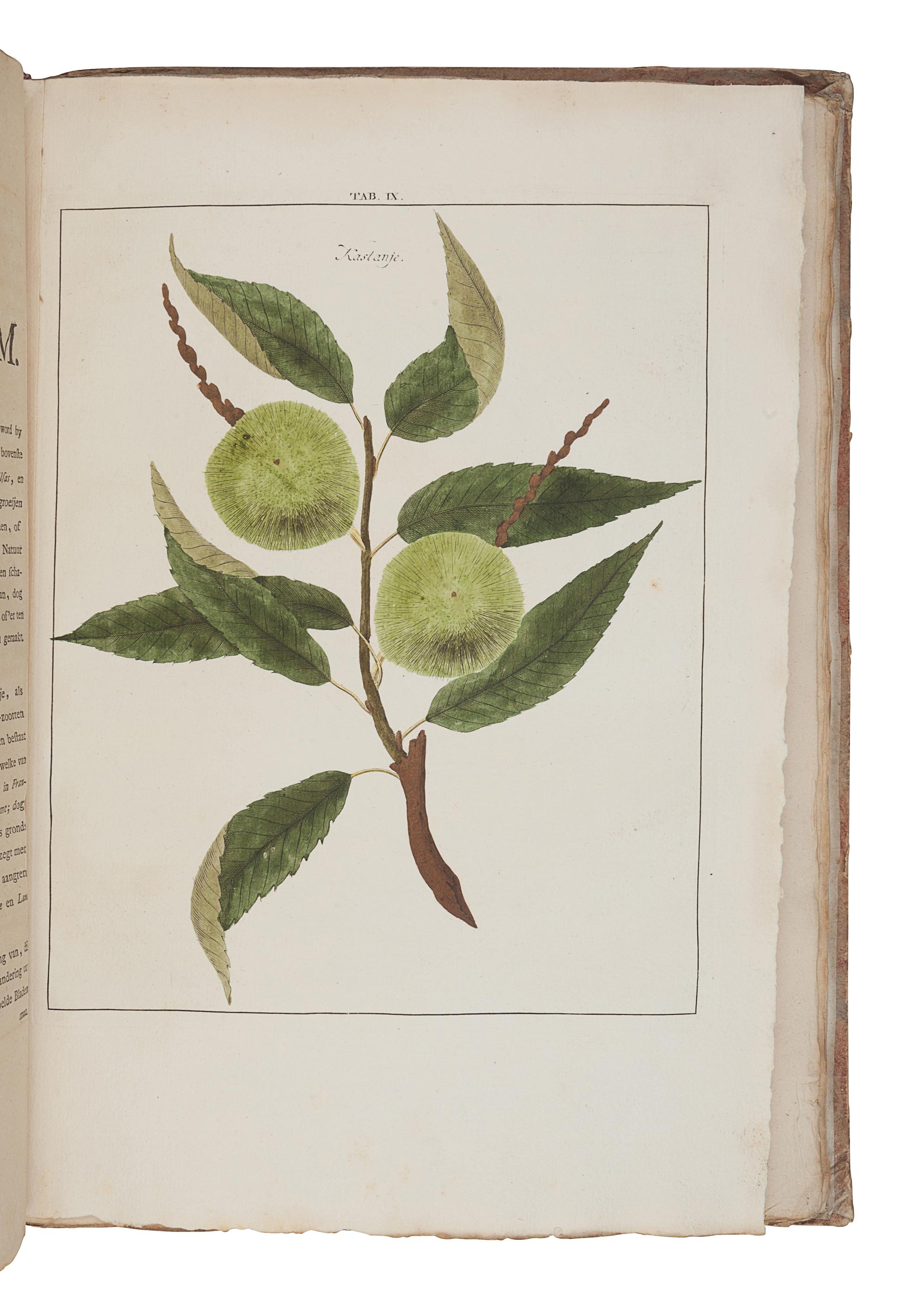 KNOOP, Johann Hermann (ca 1706-1769). Pomologie, ou Description des Meilleures Sortes de Pommes et de Poires. [Bound with:] Fructologie, ou Description des Arbres Fruitiers . Amsterdam: M. Magérus, 1771.
