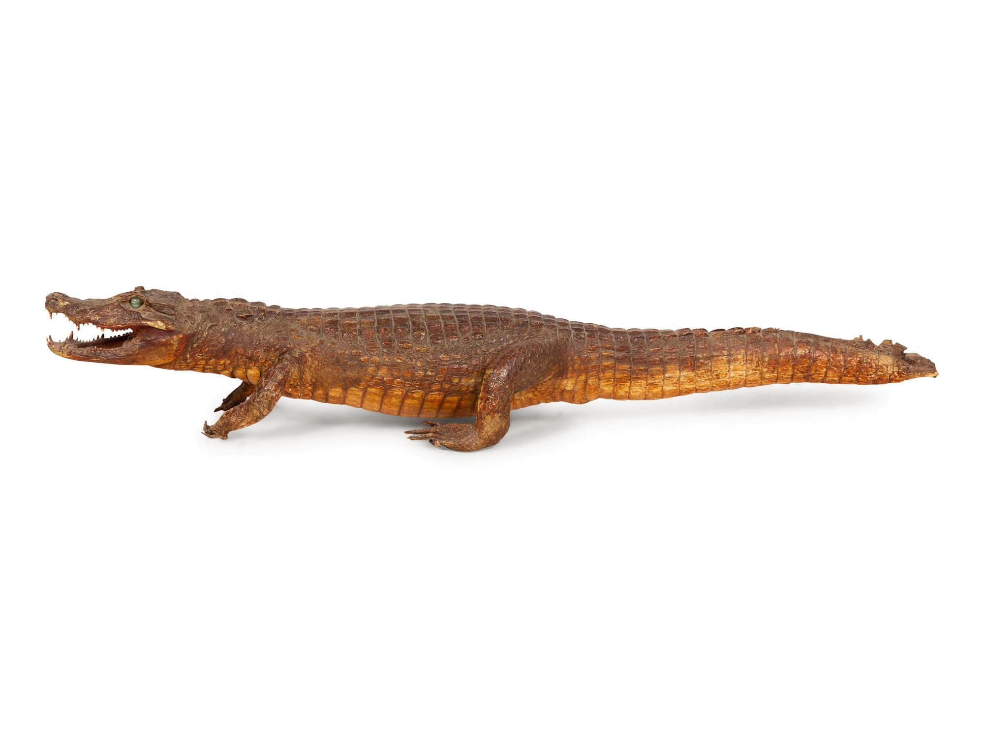 A Taxidermy Alligator