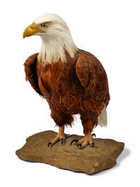A Feathered Model of a Bald Eagle