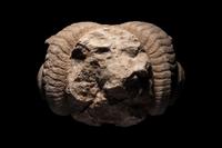 A Roman Marble Head of a Ram