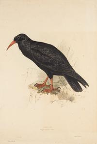 LEAR, Edward (1812-1888)