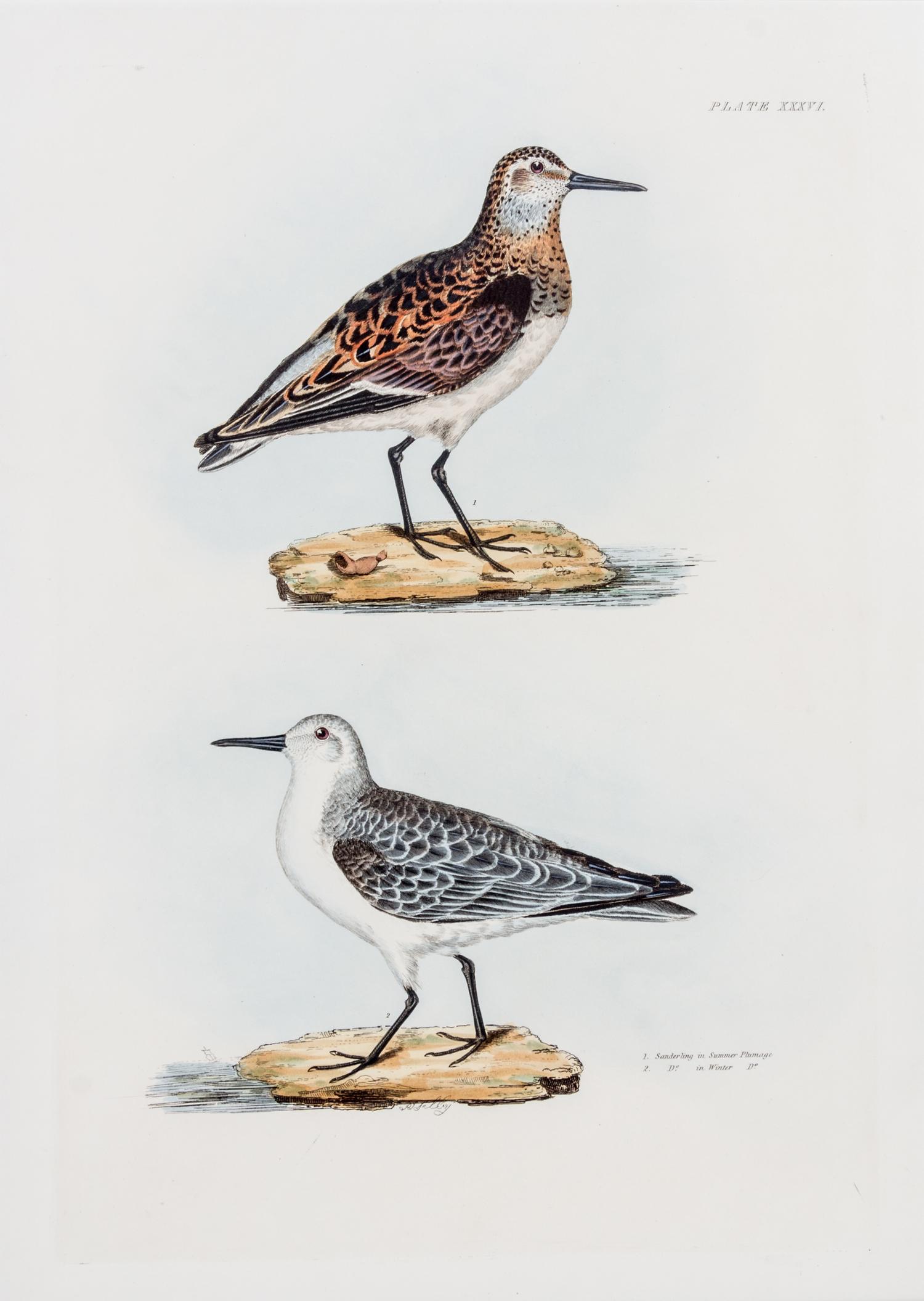 SELBY, PRIDEAUX JOHN. Group of two prints from The Illustrations of British Ornithology. London, 1841 (plate volumes).